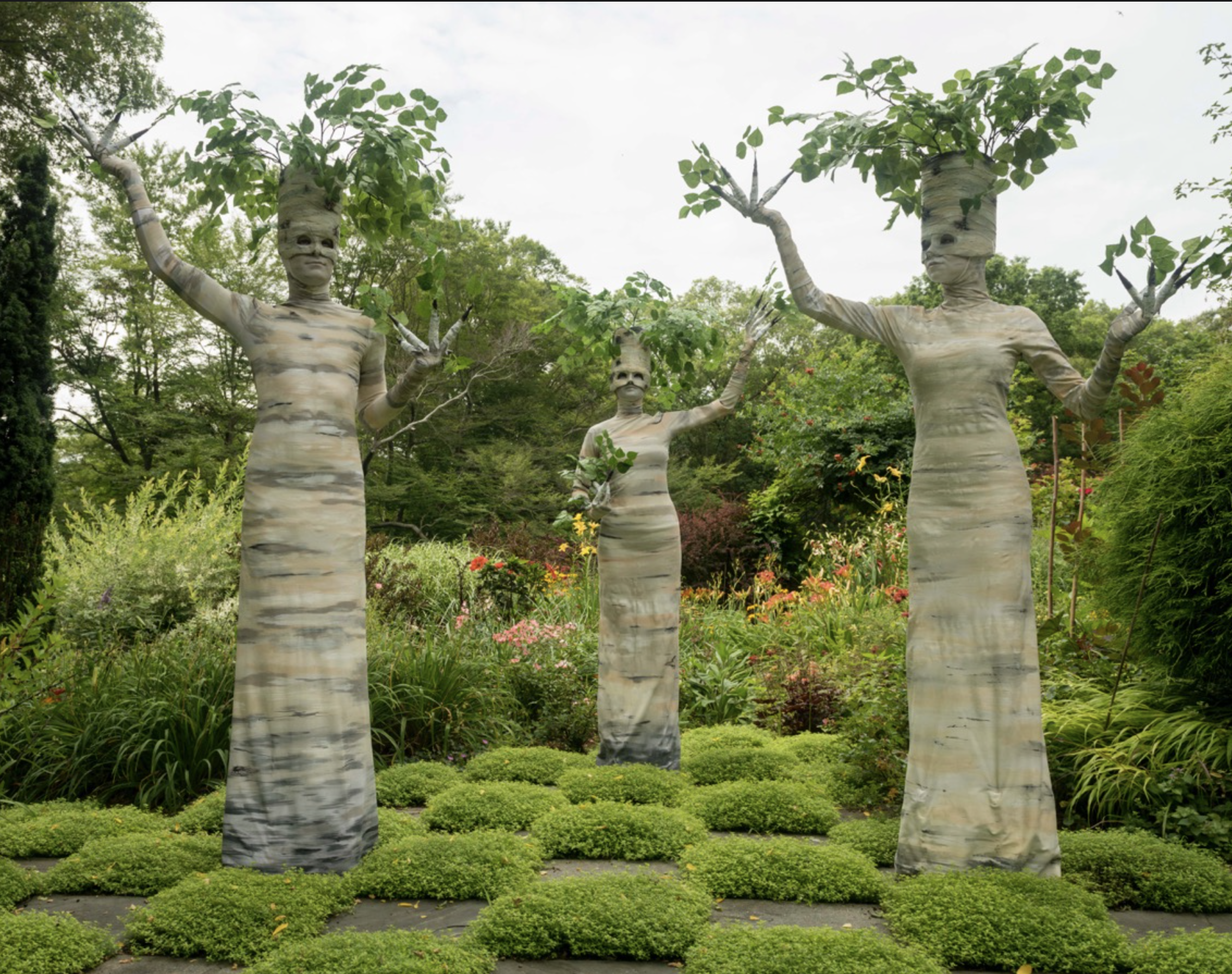 Birch Tree People